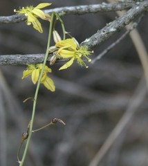 Bulbine filifolia