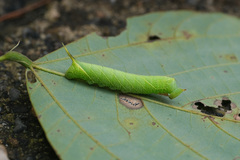 Marumba gaschkewitschii