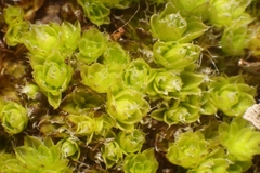 Pleurophascum occidentale