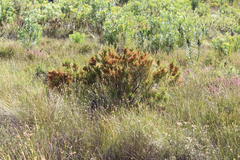 Erica curviflora curviflora
