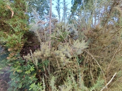 Tetranychus lintearius