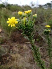 Euryops algoensis