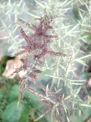 Tetranychus lintearius