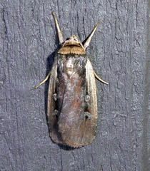 Ochropleura implecta