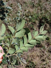 Cassia tomentella