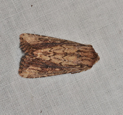 Dasygaster ligniplena