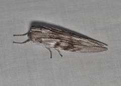 Capusa cuculloides