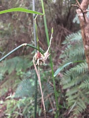 Tetrarrhena juncea
