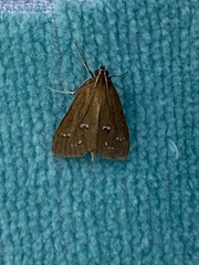 Diastictis