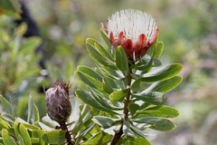 Protea asymmetrica image