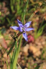 Moraea lugubris