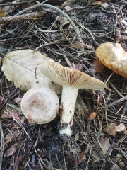 Lactarius trivialis