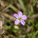 Nyasaland Cranesbill - Photo (c) Bird Explorers, some rights reserved (CC BY-NC), uploaded by Bird Explorers