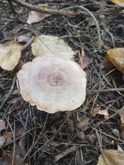 Lactarius trivialis