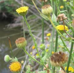 Pulicaria scabra