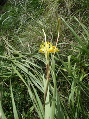 Moraea spathulata