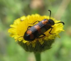 Pulicaria scabra