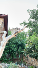 Streptopelia senegalensis