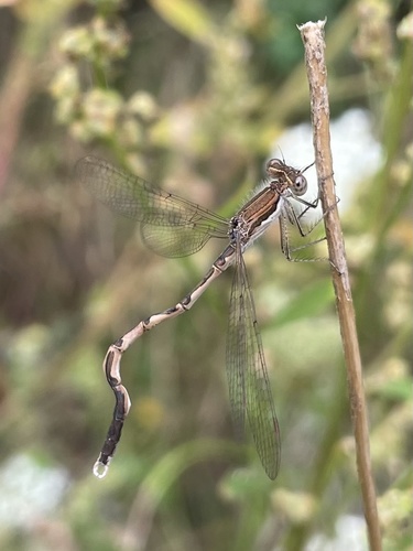 Common Winter Damselfly photo 6