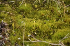 Phylloglossum drummondii