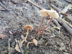 Inocybe subfulva