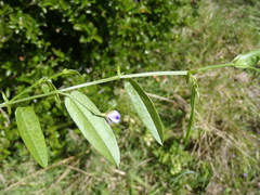 Psoralea monophylla