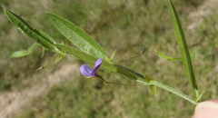 Psoralea monophylla