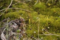 Phylloglossum drummondii