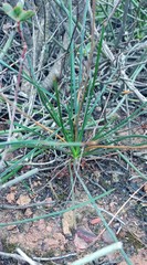 Bulbine lagopus