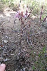 Pelargonium caledonicum