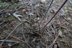 Pelargonium caledonicum