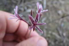 Pelargonium caledonicum