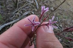 Pelargonium caledonicum