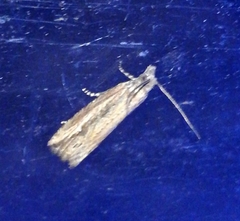 Bactra venosana