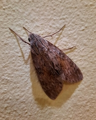 Erinnyis yucatana