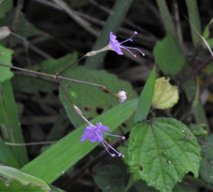 Commicarpus chinensis
