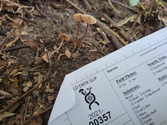 Inocybe subfulva