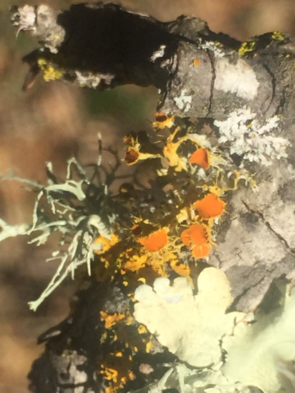 Teloschistes image