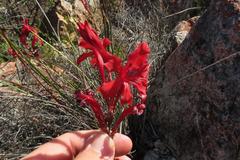 Tritoniopsis pulchra