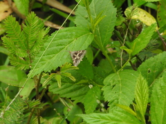 Isturgia disputaria
