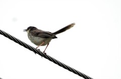 Prinia sylvatica