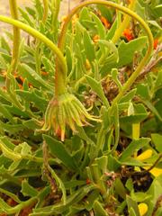 Dimorphotheca tragus