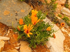 Dimorphotheca tragus