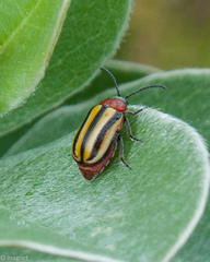 Trichocneorane lineata