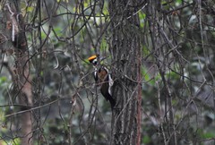 Chrysocolaptes festivus