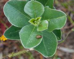 Trichocneorane lineata