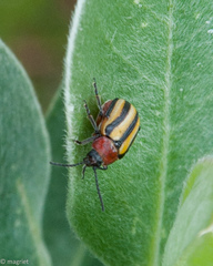 Trichocneorane lineata