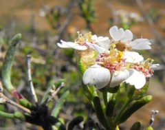 Eriocephalus brevifolius