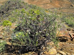 Eriocephalus brevifolius