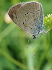 Cyaniris semiargus